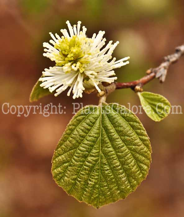 PGC-S-Fothergilla-gardenii-15