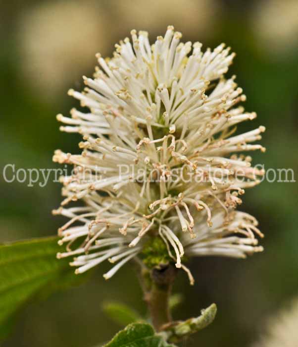 PGC-S-Fothergilla-gardenii-2