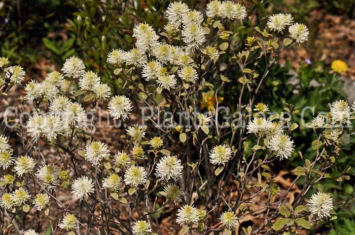 PGC-S-Fothergilla-gardenii-7