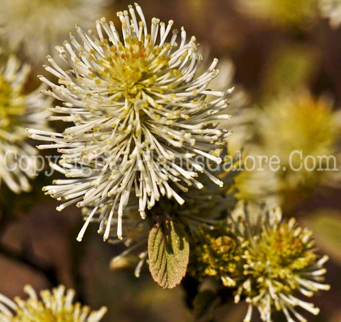 PGC-S-Fothergilla-gardenii-8