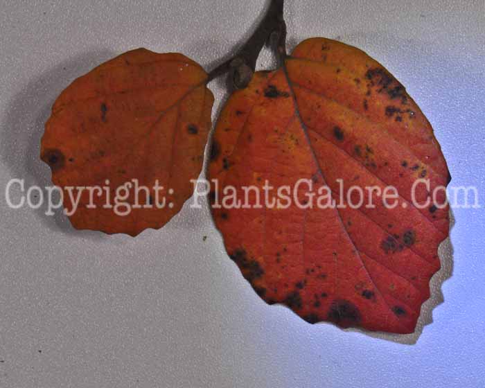 PGC-S-Fothergilla-gardenii-9