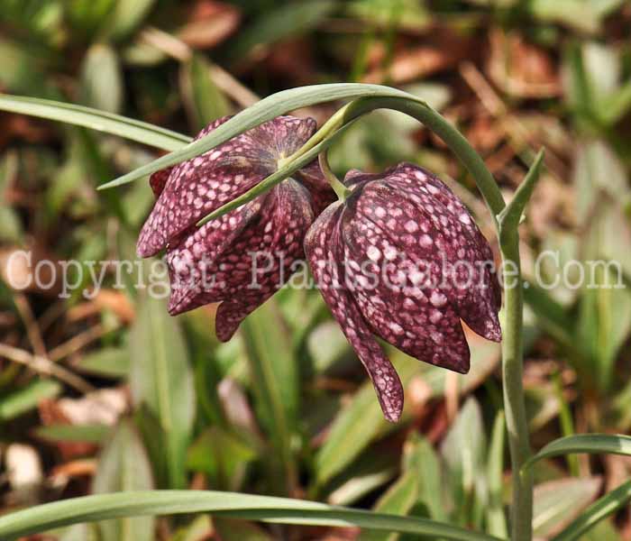 PGC-B-Fritillaria-meleagris-4-2010-004