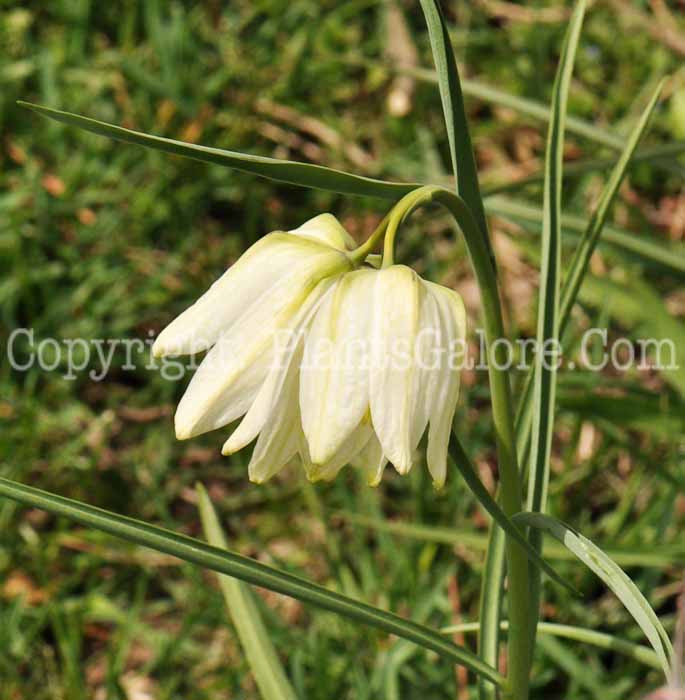 PGC-B-Fritillaria-meleagris-4-2010-005