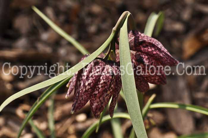 PGC-B-Fritillaria-meleagris-4-2010-008