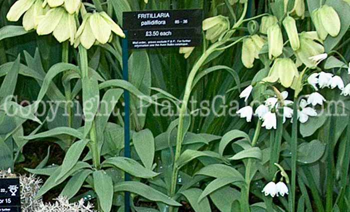 PGC-B-Fritillaria-pallidiflora-ff-2010