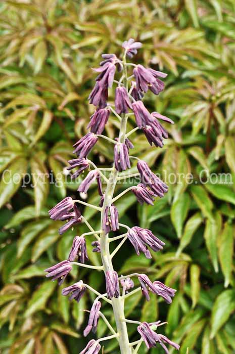 PGC-B-Fritillaria-persica-4-2010-003