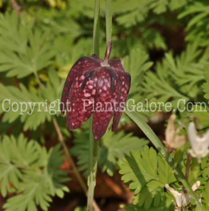 PGC-B-Fritillaria-meleagris-4-2010-001