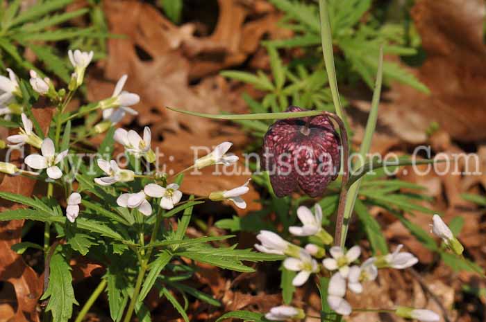 PGC-B-Fritillaria-meleagris-4-2010-010