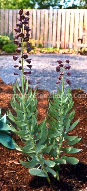 PGC-B-Fritillaria-persica-026