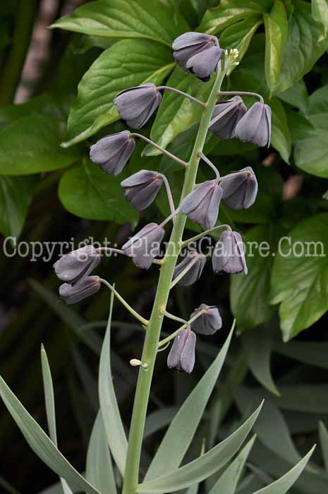 PGC-B-Fritillaria-persica-04-2011-2