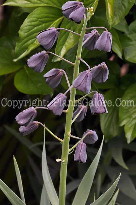 PGC-B-Fritillaria-persica-04-2011-3