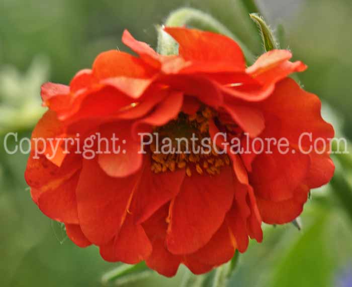 PGC-P-Geum-Blazing-Sunset-2010-01