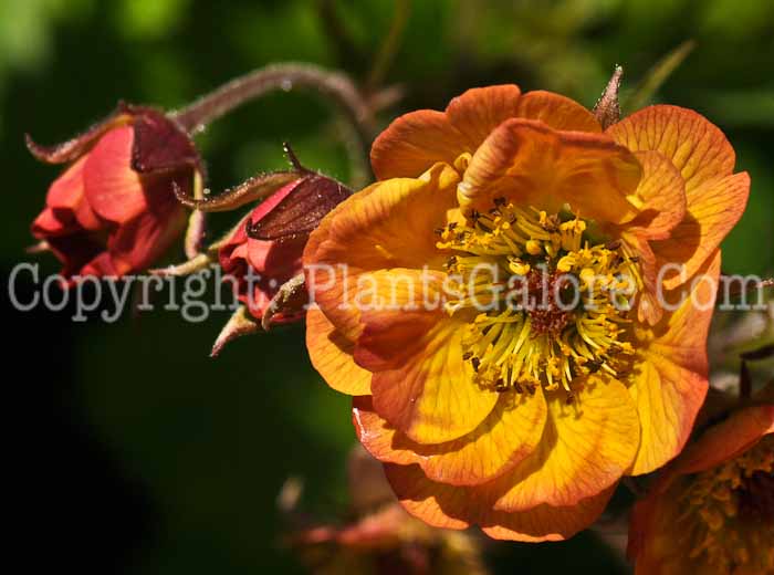 PGC-P-Geum-Alabama-Slammer-05-2012-02