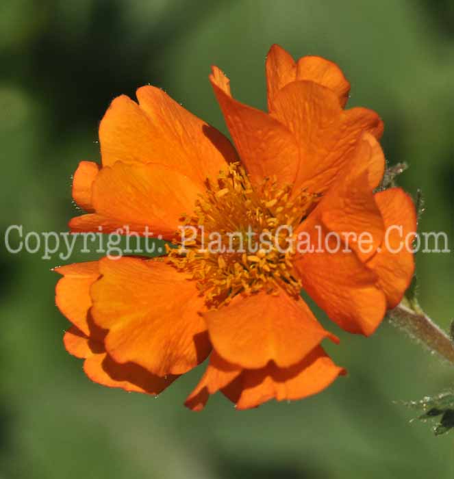 PGC-P-Geum-Fireball-2011-03