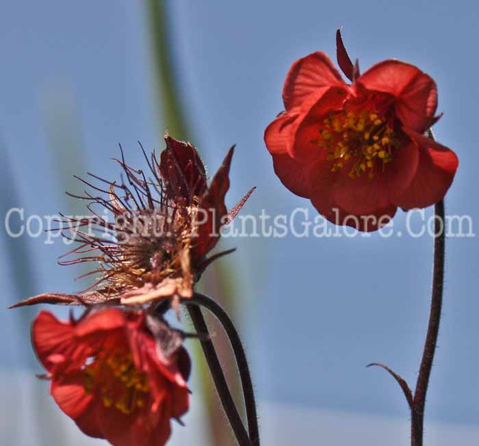 PGC-P-Geum-Flames-of-Passion-2010-01