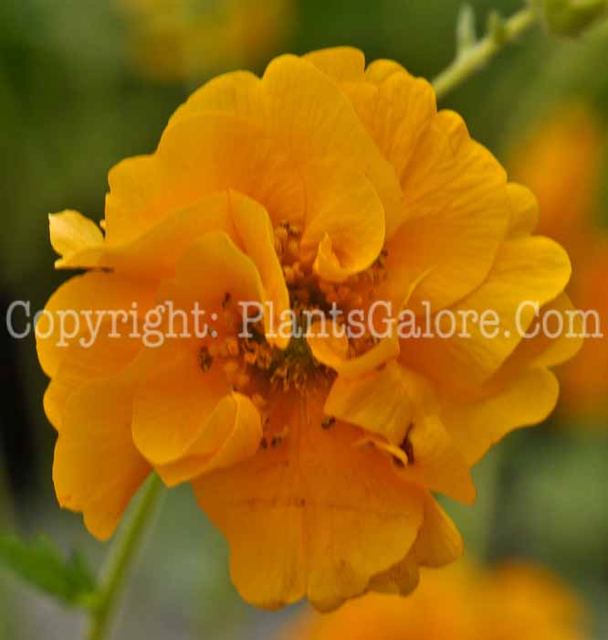 PGC-P-Geum-Lady-Stratheden-05-2012-2