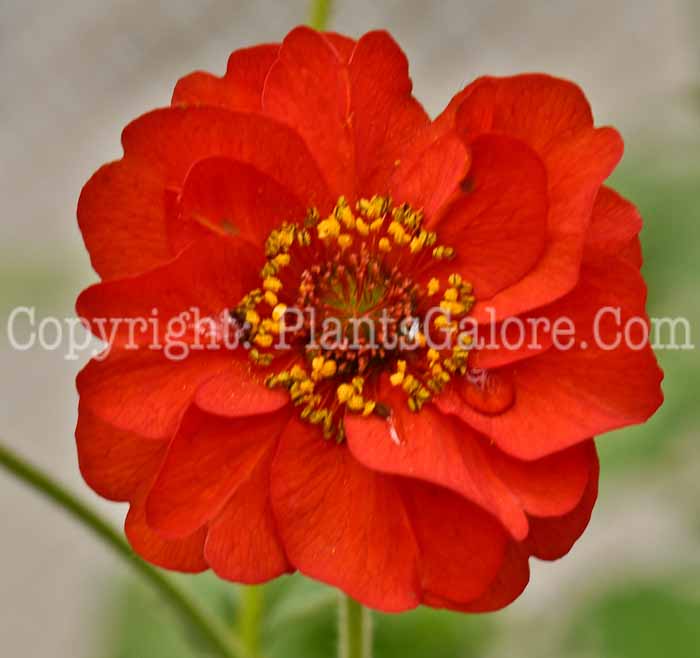 PGC-P-Geum-Mrs-Bradshaw-05-2012-3