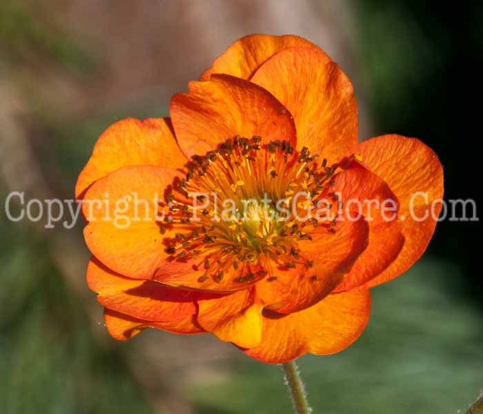 PGC-P-Geum-Rijnstroom-aka-Avens-0614a-2