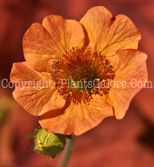 PGC-P-Geum-Totally-Tangerine-05-2012-01