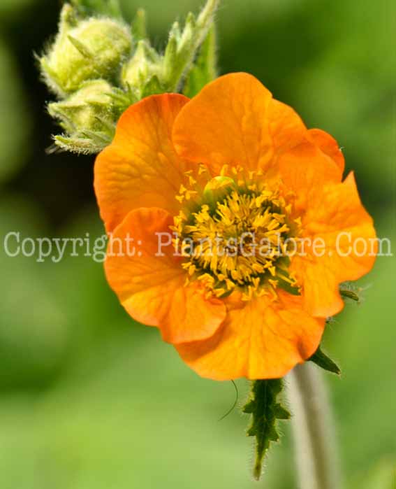 PGC-P-Geum-Totally-Tangerine-2011-04-001