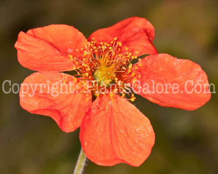 PGC-P-Geum-borisii-0514j-3