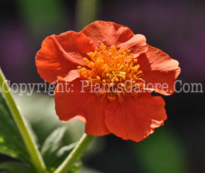 PGC-P-Geum-borisii-2010-01