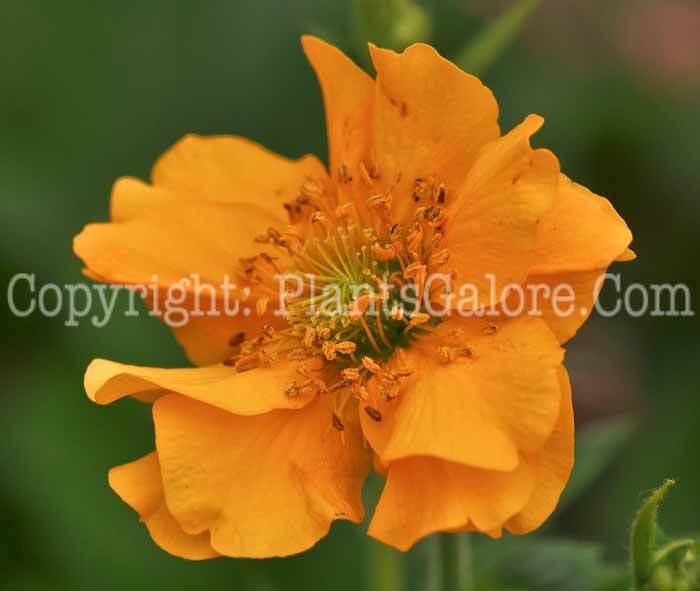 PGC-P-Geum-chiloense-Lady-Stratheden-2010-01