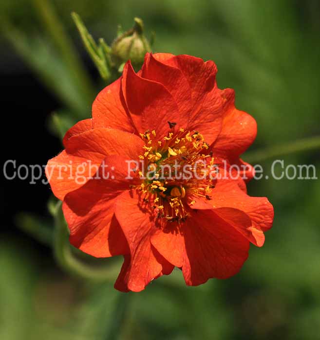 PGC-P-Geum-chiloense-Mrs-Bradshaw-2010-02