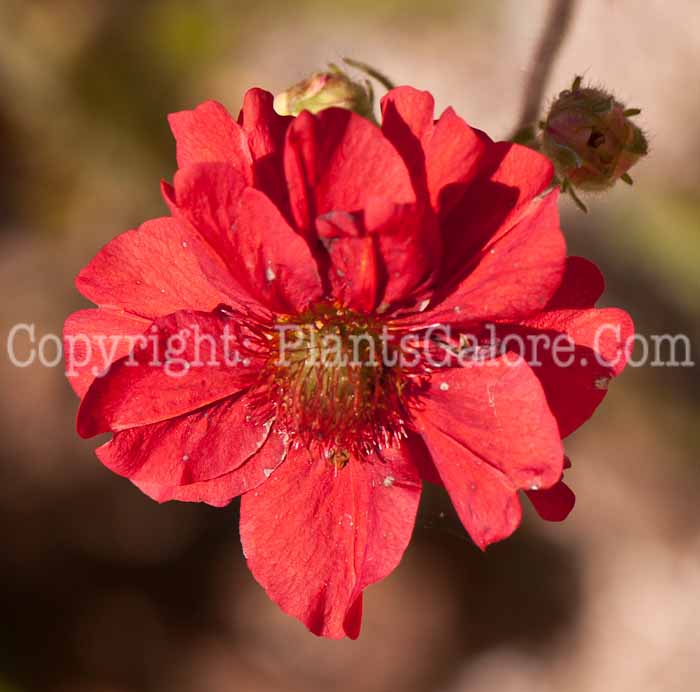 PGC-P-Geum-quellyon-Blazing-Sunset-0514c-1