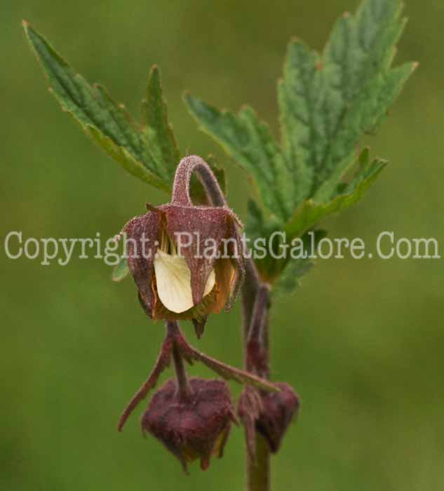 PGC-P-Geum-rivale-msu-04-2012-1