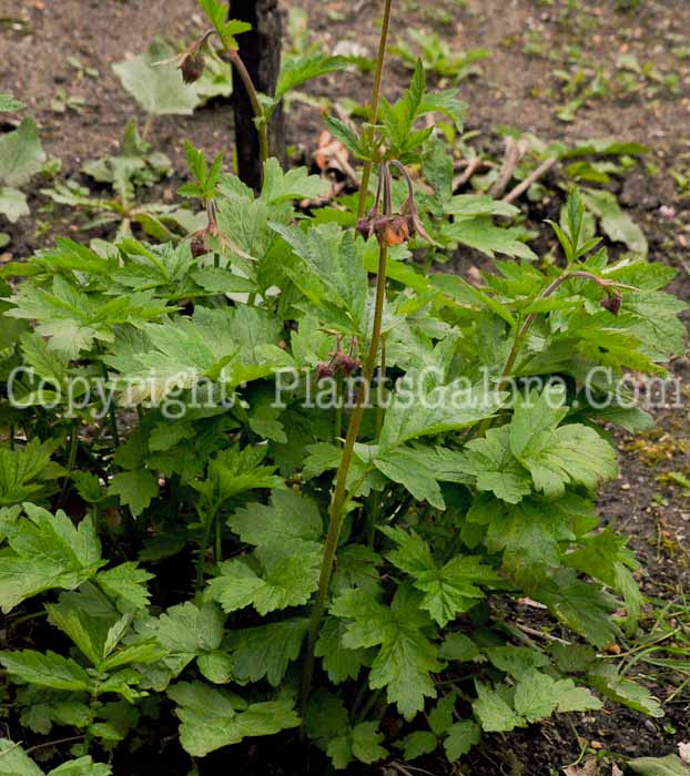 PGC-P-Geum-rivale-msu-04-2012-2