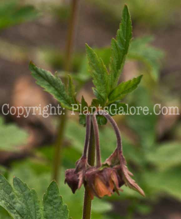 PGC-P-Geum-rivale-msu-04-2012-4