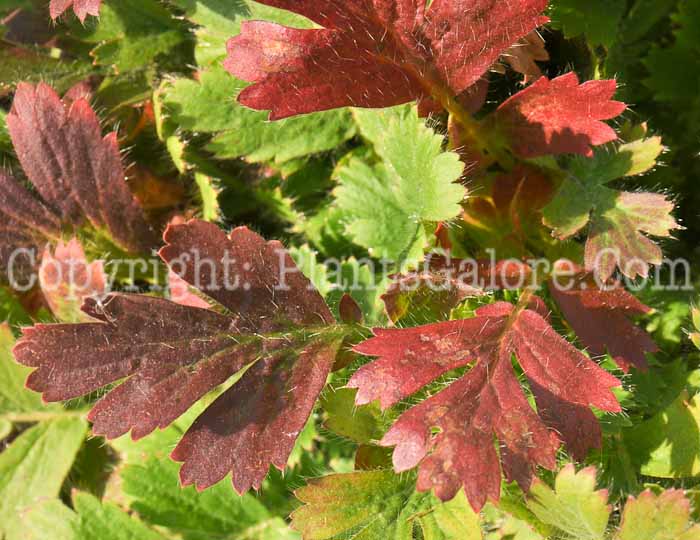 PGC-P-Geum-trifloum-aka-Prairie-Smoke-10