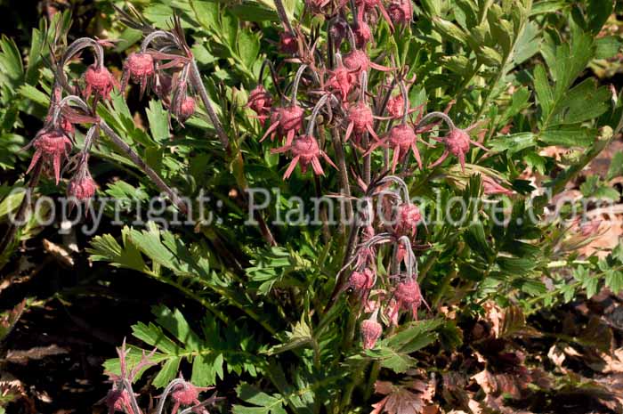 PGC-P-Geum-trifloum-aka-Prairie-Smoke-3