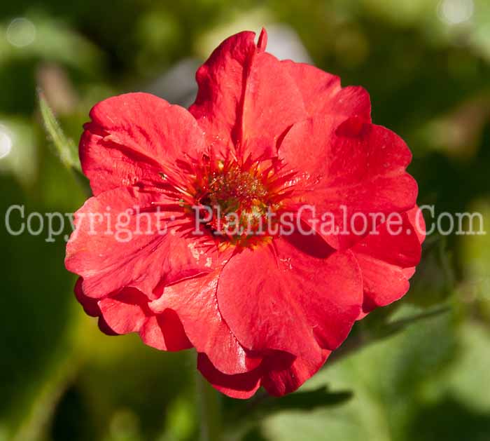 PGC-P-Geum-chiloense-Mrs-Bradshaw-0614-1