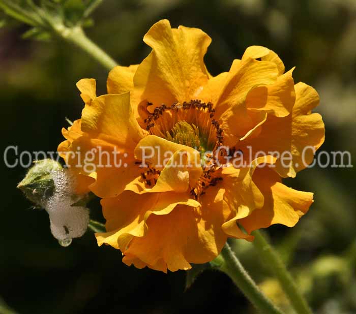 PGC-P-Geum-coccineum-2011-01