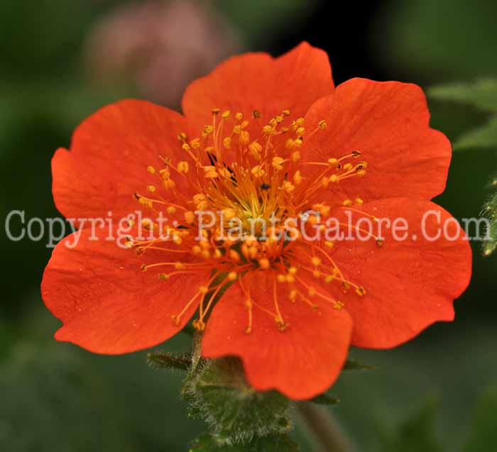 PGC-P-Geum-coccineum-Cooky-2010-01