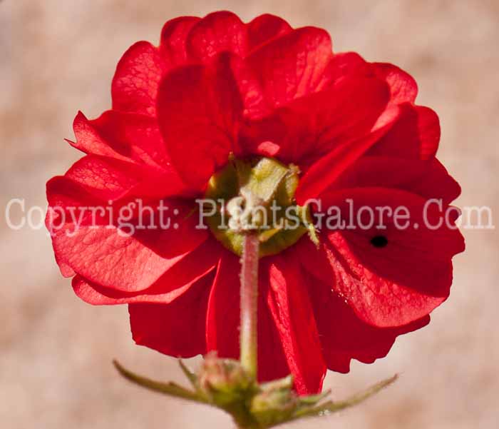 PGC-P-Geum-quellyon-Blazing-Sunset-0514c-3