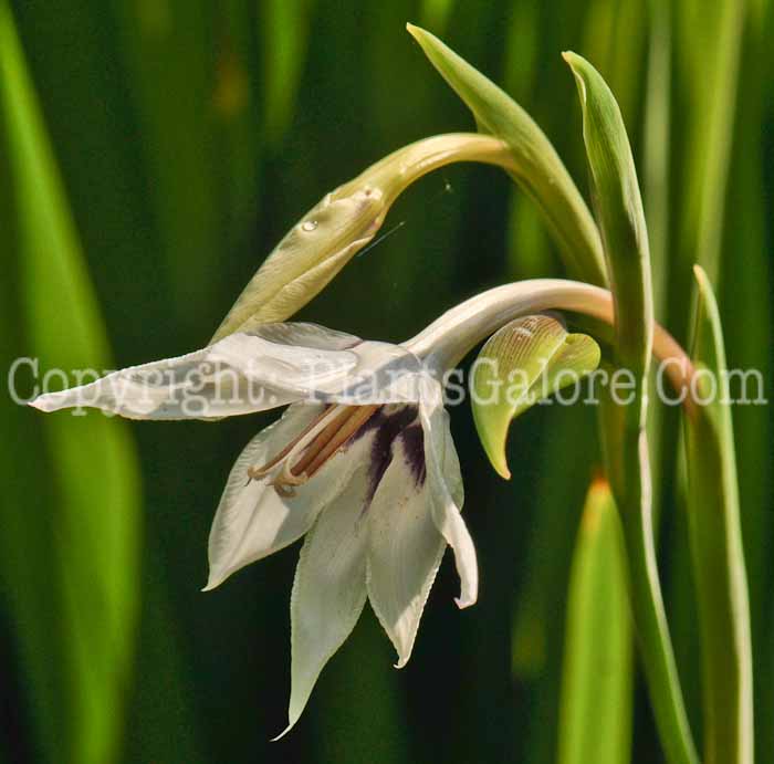 PGC-B-Gladiolus-callianthus-2010-006