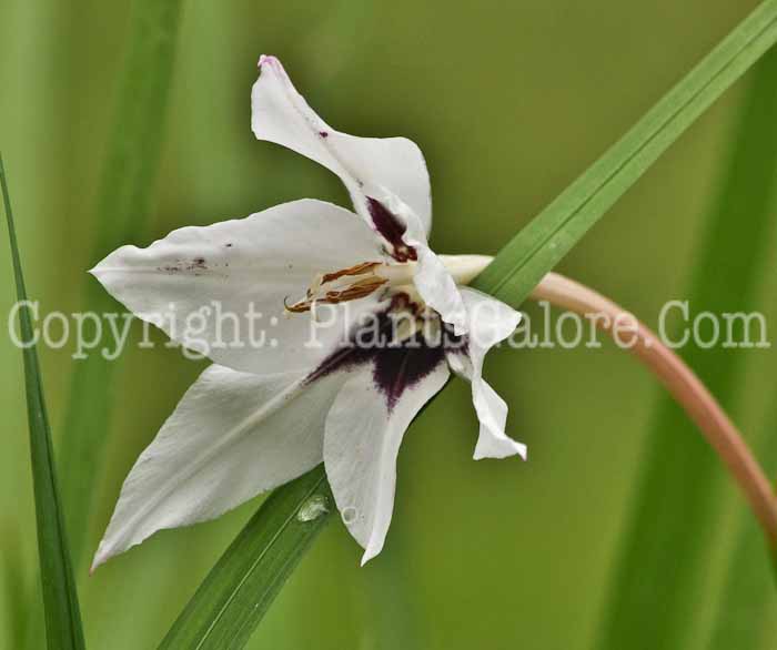 PGC-B-Gladiolus-callianthus-A-MSU-001