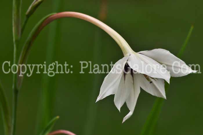 PGC-B-Gladiolus-callianthus-A-MSU-002