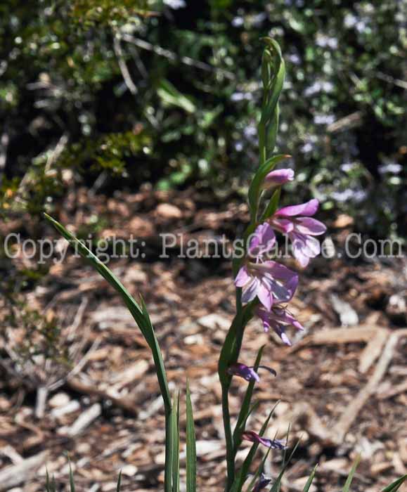 PGC-P-Gladiolus-italicus-04-2012.jpg-1