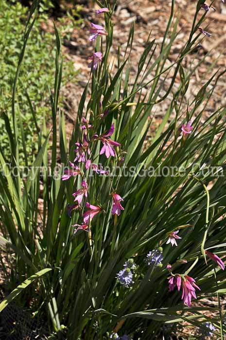 PGC-P-Gladiolus-italicus-04-2012.jpg-2