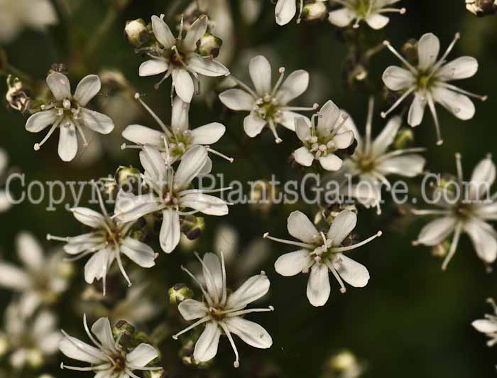 PGC-P-Gypsophila-fastigata-Silverstar-2010-01