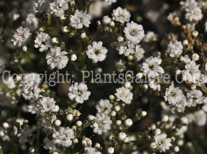 PGC-P-Gypsophila-Festival-Star-2010-02