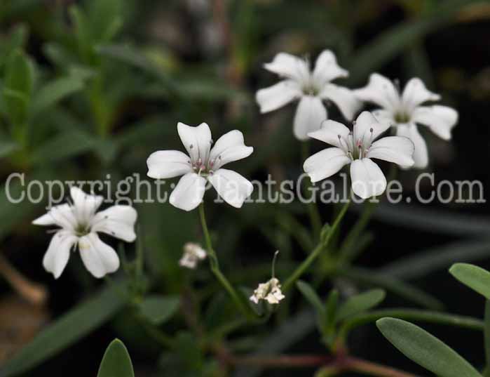 PGC-P-Gypsophila-white-2011-05-001