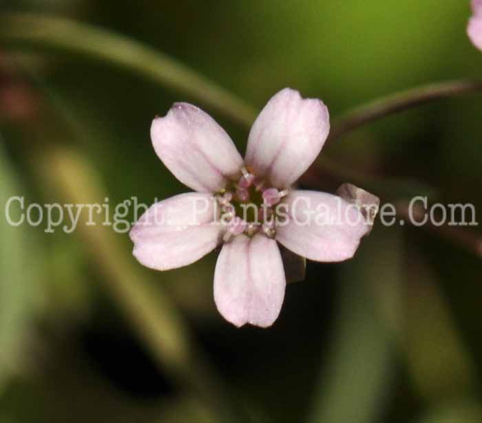 PGC-P-Gypsophila-repens-06-12-1