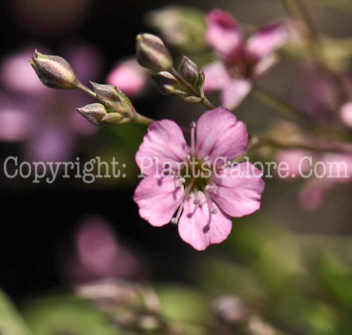 PGC-P-Gypsophila-repens-Rosea-1