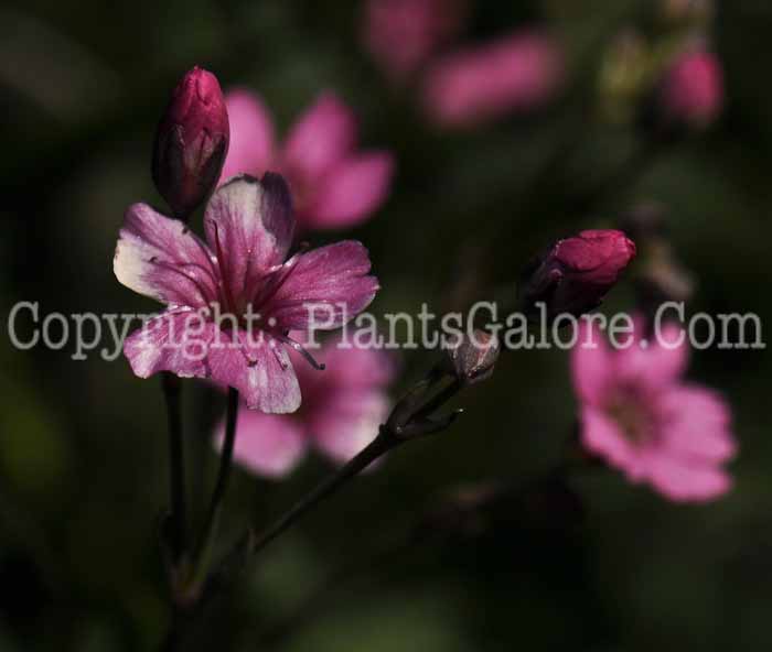 PGC-P-Gypsophila-repens-Rosea-2