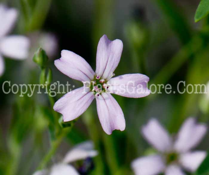 PGC-P-Gypsophila-repens-Rosea-4